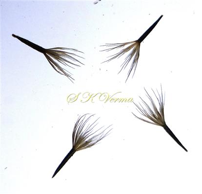 Cypselae